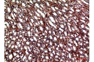 Immunohistochemistry (IHC) analysis of paraffin-embedded Mouse Kidney, antibody was diluted at 1:100.