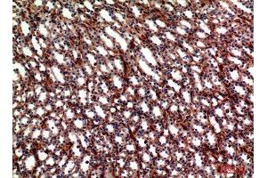 Immunohistochemistry (IHC) analysis of paraffin-embedded Mouse Kidney, antibody was diluted at 1:100. (ITGA5 anticorps  (Internal Region))