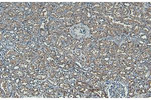 ABIN361184 (8µg/ml) staining of paraffin embedded Human Kidney.