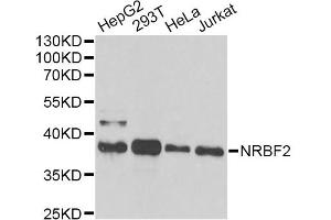 Western blot analysis of extracts of various cell lines, using NRBF2 antibody. (NRBF2 anticorps)