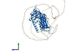 AlphaFold protein structure predicition of Mouse Recombinant Sytl1 Protein, UniprotID Q99N80