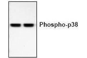 Image no. 1 for anti-Mitogen-Activated Protein Kinase 14 (MAPK14) (pThr180), (pTyr182) antibody (ABIN127118) (MAPK14 anticorps  (pThr180, pTyr182))