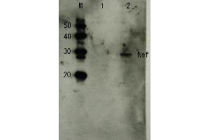 Western Blotting (WB) image for anti-HIV-1 Nef (full length) antibody (ABIN2452025) (HIV-1 Nef (full length) anticorps)