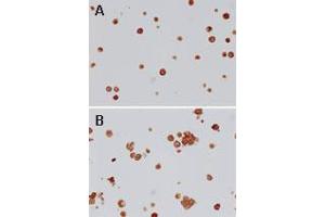 Image no. 1 for anti-Toll-Like Receptor 4 (TLR4) (AA 418-435) antibody (ABIN208630)