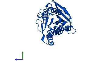 AlphaFold protein structure predicition of Mouse Recombinant Qdpr Protein, UniprotID Q8BVI4