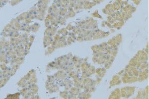 ABIN6276893 at 1/100 staining Human pancreas tissue by IHC-P. (Syndecan 2 anticorps  (C-Term))