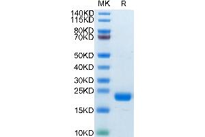 Biotinylated Human CD20 on Tris-Bis PAGE under reduced condition.