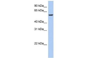 FBXO33 antibody used at 1 ug/ml to detect target protein. (FBXO33 anticorps  (Middle Region))