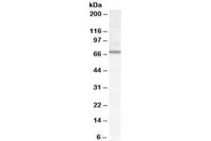 Western blot testing of mouse NIH3T3 cell lysate with DACH2 antibody at 0. (DACH2 anticorps)
