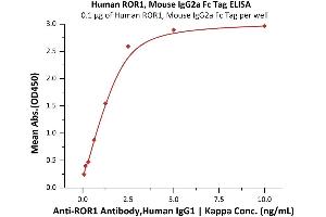 Immobilized Human / Cynomolgus / Rhesus macaque ROR1, Mouse IgG2a Fc Tag (ABIN6992324) at 1 μg/mL (100 μL/well) can bind A Antibody,Human IgG1 | Kappa with a linear range of 0. (ROR1 Protein (AA 30-403) (Fc Tag))