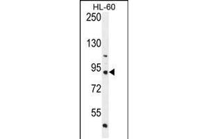 Western blot analysis in HL-60 cell line lysates (35ug/lane). (KIAA1586 anticorps  (N-Term))