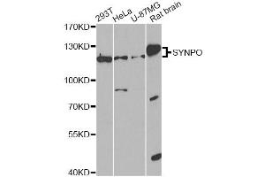 Western blot analysis of extracts of various cell lines, using SYNPO antibody.