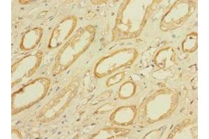 Immunohistochemistry of paraffin-embedded human kidney tissue using ABIN7159336 at dilution of 1:100 (PAQR5 anticorps  (AA 1-51))