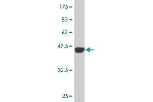 Western Blot detection against Immunogen (37.