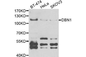 Western blot analysis of extracts of various cell lines, using DBN1 antibody (DBN1 anticorps)