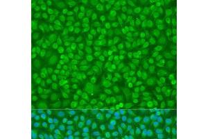 Immunofluorescence analysis of U2OS cells using PTPN11 Polyclonal Antibody at dilution of 1:100. (PTPN11 anticorps)