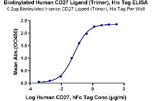 Immobilized Biotinylated Human CD27 Ligand (Trimer), His Tag at 2 μg/mL (100 μL/Well) on the plate.