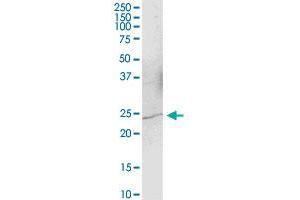 YAF2 MaxPab polyclonal antibody.