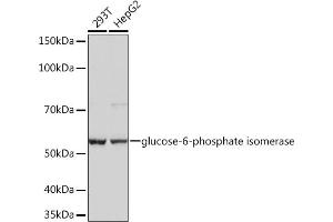 Western blot analysis of extracts of various cell lines, using Glucose 6 phosphate isomerase Rabbit mAb  at 1:1000 dilution. (GPI anticorps)