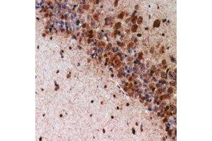 Immunohistochemical analysis of K Cadherin staining in mouse brain formalin fixed paraffin embedded tissue section.