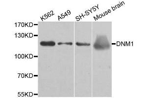 Western blot analysis of extracts of various cell lines, using DNM1 antibody. (Dynamin 1 anticorps)