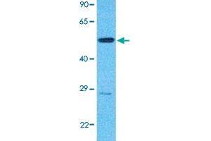 Western Blot analysis of human 786-O cell lysate with IKZF3 polyclonal antibody  at 1 ug/mL working concentration. (IKZF3 anticorps  (N-Term))