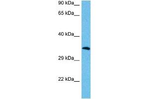 Host:  Mouse  Target Name:  MAFA  Sample Tissue:  Mouse Testis  Antibody Dilution:  1ug/ml (MAFA anticorps  (N-Term))