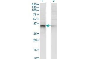 Western Blot analysis of AKR7A2 expression in transfected 293T cell line by AKR7A2 monoclonal antibody (M15), clone 2H3. (AKR7A2 anticorps  (AA 1-330))