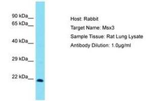 Image no. 1 for anti-Homeobox, Msh-Like 3 (MSX3) (C-Term) antibody (ABIN6750260)