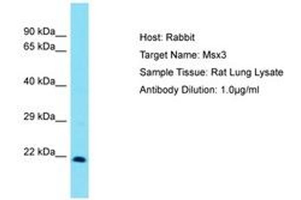 Homeobox, Msh-Like 3 (MSX3) (C-Term) anticorps