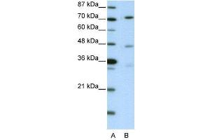 WB Suggested Anti-ATG4B AntibodyTitration: 2. (ATG4B anticorps  (C-Term))