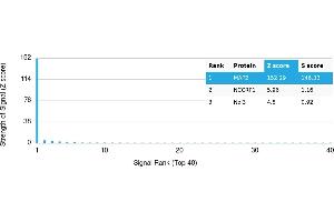 Protein Array (PAr) image for anti-Microtubule-Associated Protein 2 (MAP2) antibody (ABIN7456240) (MAP2 anticorps)