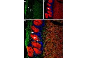 Expression of Anoctamin-2 in mouse olfactory bulb - Immunohistochemical staining of mouse olfactory bulb using Anti-TMEM16B (ANO2) (extracellular) Antibody (ABIN7042928, ABIN7044133 and ABIN7044134), (1:200).