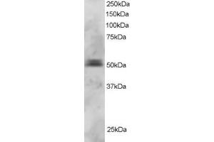 ABIN184804 staining (3µg/ml) of U937 lysate (RIPA buffer, 30µg total protein per lane). (PAX5 anticorps  (N-Term))