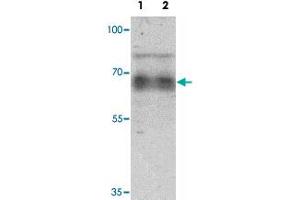 Western blot analysis of human heart tissue lysate with GZF1 polyclonal antibody  at 1 ug/mL. (ZNF336 anticorps  (C-Term))