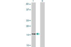 Western Blot analysis of NDUFB7 expression in transfected 293T cell line by NDUFB7 monoclonal antibody (M01), clone 4D4.