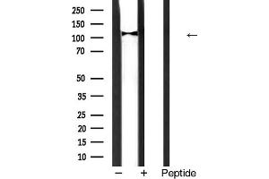anti-Myosin Phosphatase, Target Subunit 1 (PPP1R12A) (C-Term) antibody