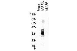 Image no. 2 for anti-Tumor Necrosis Factor (Ligand) Superfamily, Member 13 (TNFSF13) antibody (ABIN187284) (TNFSF13 anticorps)