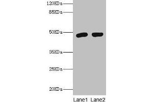 Western blot All lanes: Fcmr antibody at 2 μg/mL Lane 1: Rat spleen tissue Lane 2: Rat kidney tissue Secondary Goat polyclonal to rabbit IgG at 1/10000 dilution Predicted band size: 48 kDa Observed band size: 48 kDa (FAIM3 anticorps  (AA 18-262))