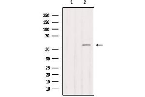 Western blot analysis of extracts from COS-7, using Cytochrome P450 2B6 Antibody. (CYP2B6 anticorps)