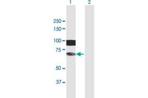 Western Blot analysis of HIRIP3 expression in transfected 293T cell line by HIRIP3 MaxPab polyclonal antibody. (HIRIP3 anticorps  (AA 1-556))