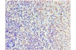Immunohistochemistry of paraffin-embedded human tonsil tissue using ABIN7150338 at dilution of 1:100