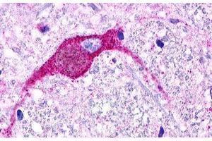 Image no. 1 for anti-G Protein-Coupled Receptor 174 (GPR174) (Extracellular Domain) antibody (ABIN1048761)