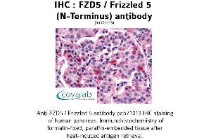 Image no. 1 for anti-Frizzled Family Receptor 5 (FZD5) (Extracellular Domain), (N-Term) antibody (ABIN1734505) (FZD5 anticorps  (Extracellular Domain, N-Term))