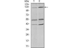 Western blot analysis using PIWIL4 mouse mAb against PC-3 (1) and PANC-1 (2) cell lysate. (PIWIL4 anticorps  (AA 304-434))