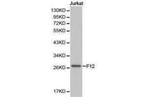 Western Blotting (WB) image for anti-Coagulation Factor XII (F12) antibody (ABIN1872625) (F12 anticorps)