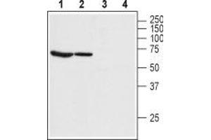 Western blot analysis of rat lung (lanes 1 and 3) and rat eye (lanes 2 and 4) lysate: - 1,2. (Bestrophin 1 anticorps  (3rd Extracellular Loop))