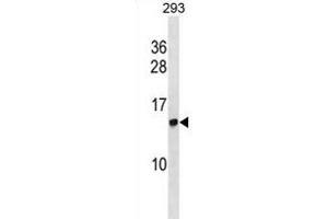 HIST2H2AC antibody  (AA 18-46)