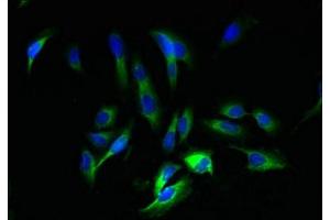 Immunofluorescent analysis of Hela cells using ABIN7165037 at dilution of 1:100 and Alexa Fluor 488-congugated AffiniPure Goat Anti-Rabbit IgG(H+L) (AMBP anticorps  (AA 20-203))