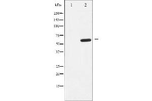 Western blot analysis of EFNB1/2 expression in EGF treated 293 whole cell lysates,The lane on the left is treated with the antigen-specific peptide. (EFNB1/2 anticorps)